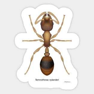 Temnothorax ant Sticker